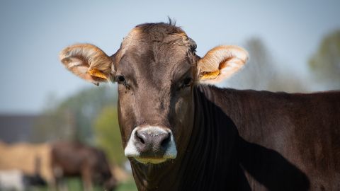 Al menos 2,000 vacas han muerto en Kansas por la ola de calor en el país.