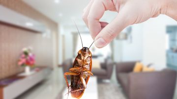 cucarachas-exterminar-pesticidas
