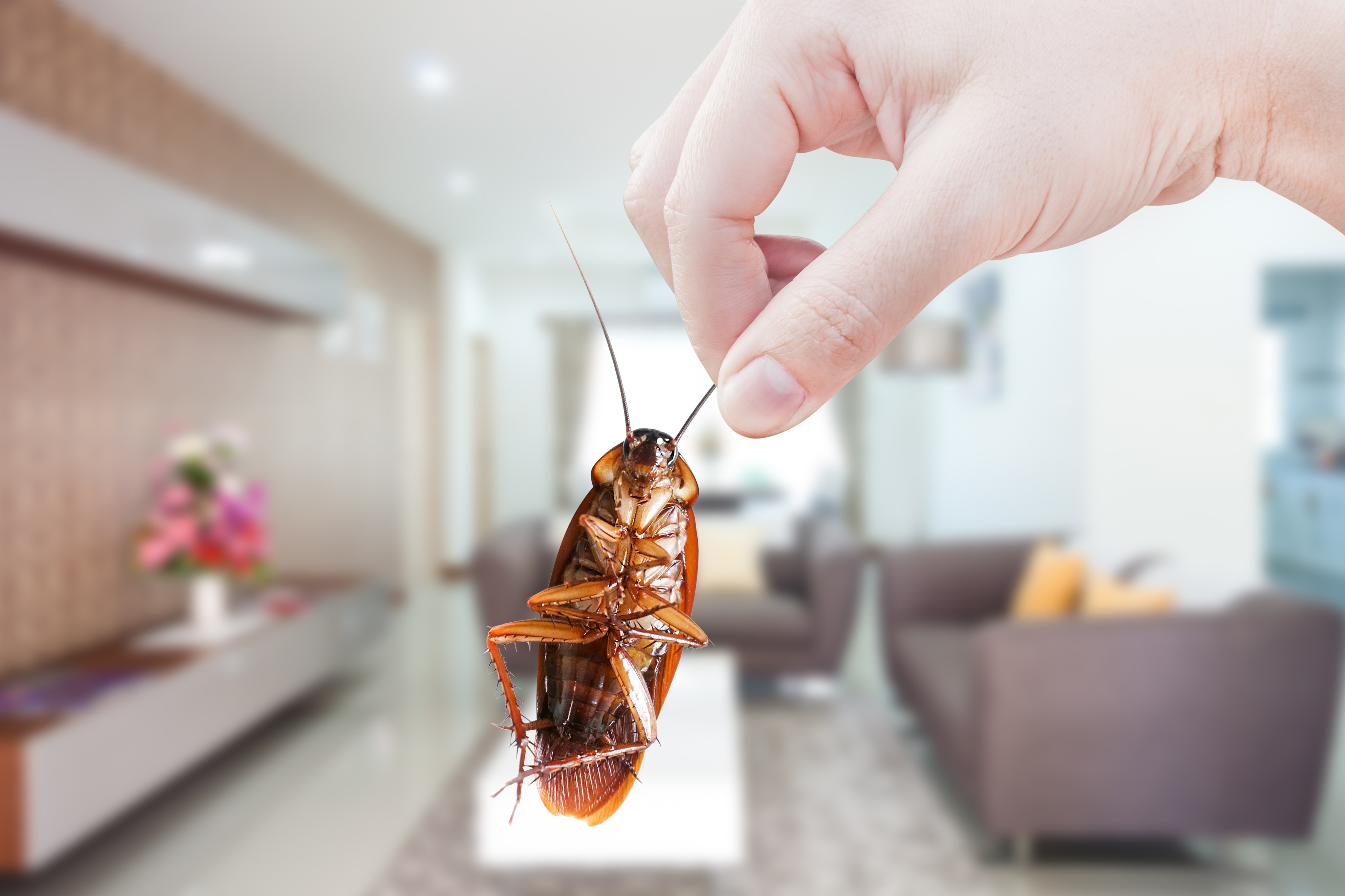 Empresa te paga por poner 100 cucarachas en tu casa para probar un nuevo  método de control de plagas - El Diario NY