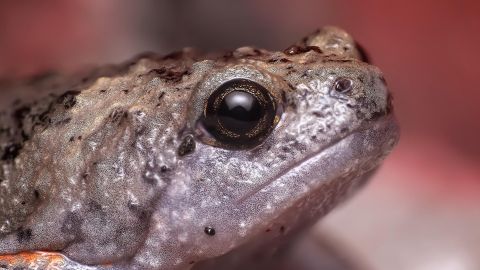 Los investigadores encontraron cerca de 8 mil huesos de ranas y sapos antiguos.