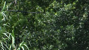 La policía de Houston descubrió un cuerpo con heridas de bala y fuego.