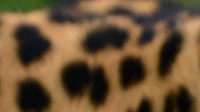 Un leopardo atacó a un ciclista en la India.