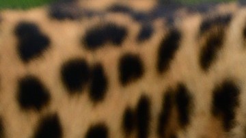 Un leopardo atacó a un ciclista en la India.