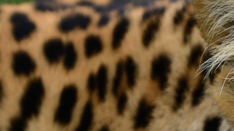 Un leopardo atacó a un ciclista en la India.