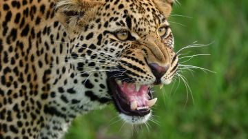 Un leopardo atacó a un ciclista en la India.