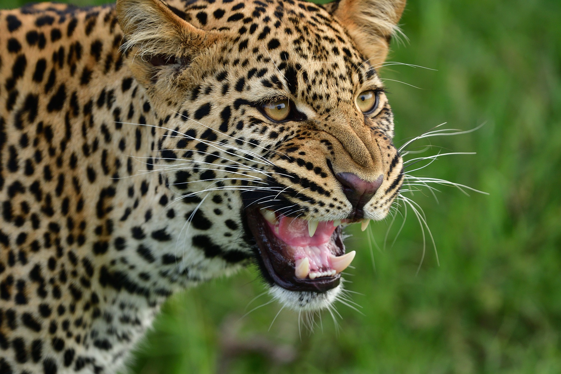 Mujer Leopardo Humano - Foto gratis en Pixabay - Pixabay