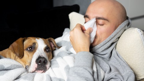 perro dolor