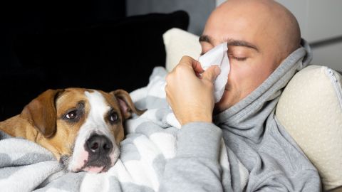 perro dolor