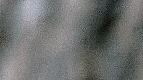 El oso negro fue sacrificado después de atacar a una familia en Tennessee.