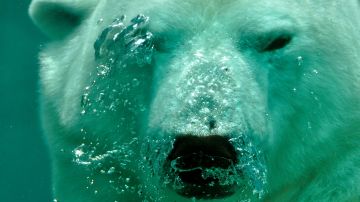 Investigadores han descubierto una nueva población de osos polares que viven en Groenlandia.