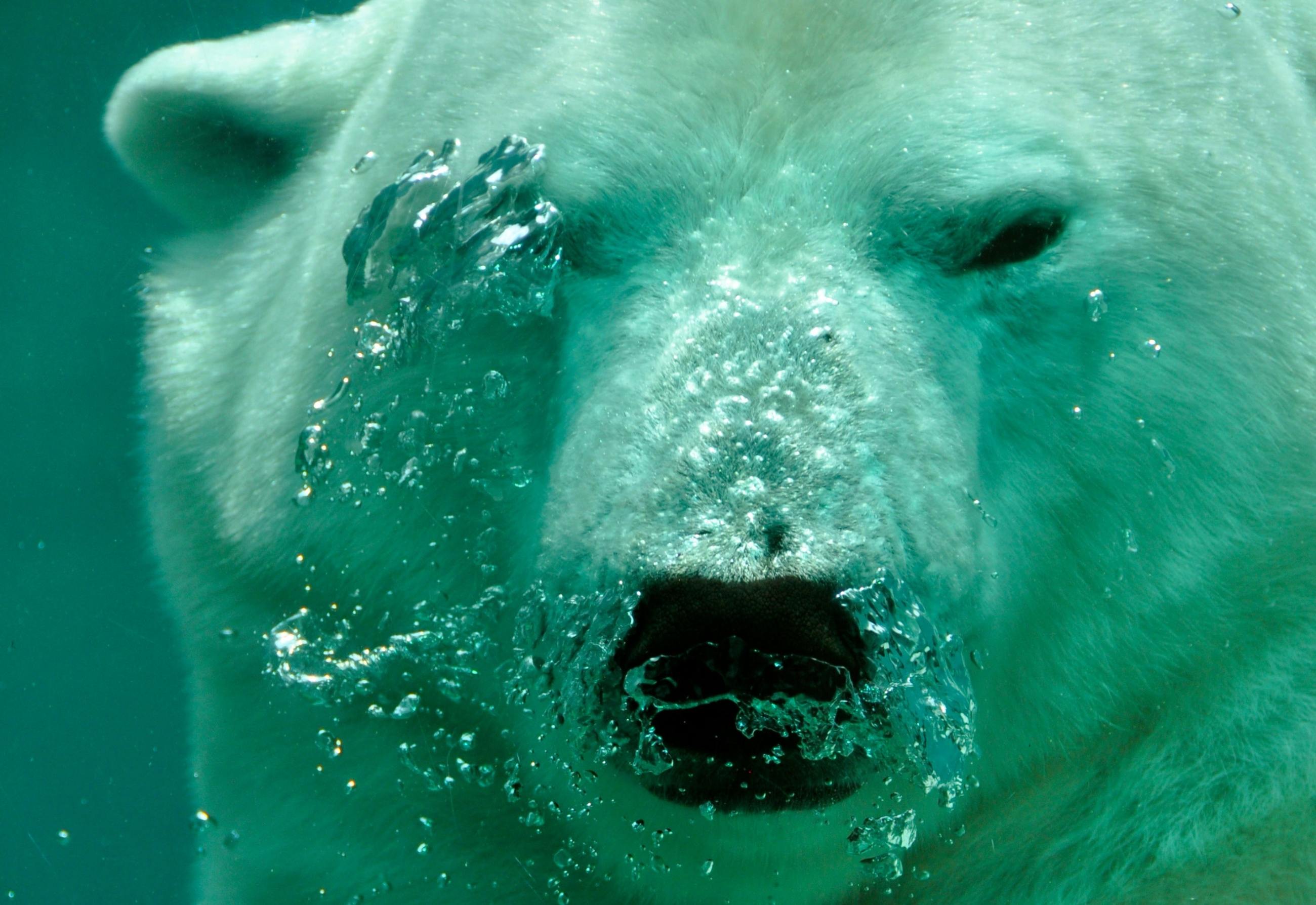 Encuentran población secreta de osos polares en un hábitat imposible - El  Diario NY