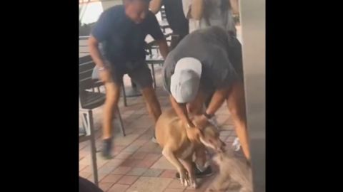 pitbull ataca a chihuahua (1)