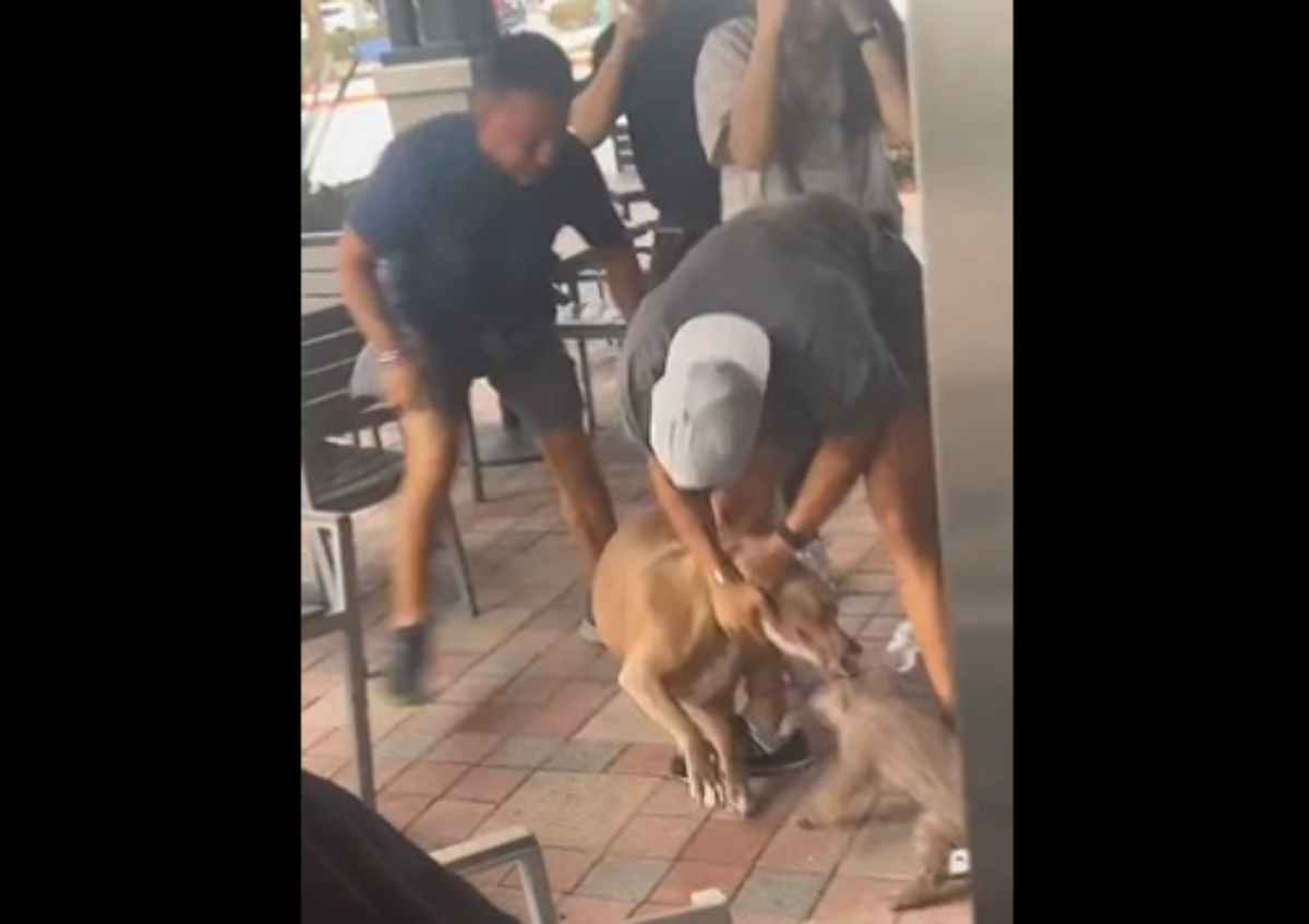 Un pitbull ataca a un chihuahua en un restaurante Pet Friendly.