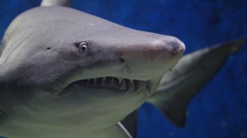 Un tiburón tigre masticó una cámara 360.