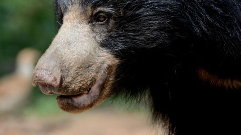 El oso perezoso se alimentó de los cadáveres de la pareja.