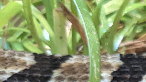 Se trataba de una serpiente cabeza de cobre.
