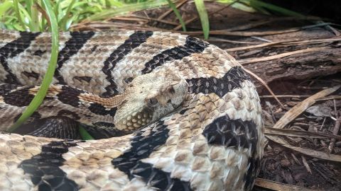 Se trataba de una serpiente cabeza de cobre.