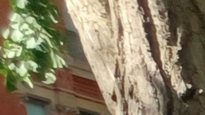 El plan presentado este jueves por un grupo de concejales exige a los constructores tomar medidas de control contra los roedores.