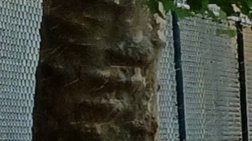 La Gran Manzana se apresta a recibir el verano.