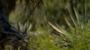 Exhumacion cuerpo Debanhi Escobar