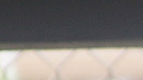 Daddy Yankee será vicepresidente de operaciones en el béisbol de Puerto Rico