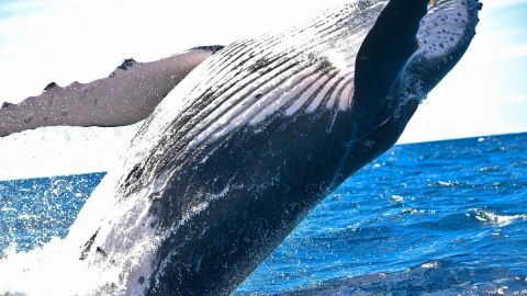 Ballena