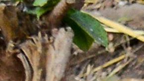 Los aldeanos pensaban que el niño estaba vivo en el estómago del cocodrilo.