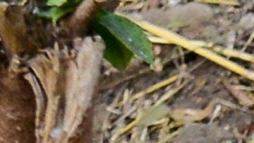 Los aldeanos pensaban que el niño estaba vivo en el estómago del cocodrilo.