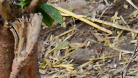 Los aldeanos pensaban que el niño estaba vivo en el estómago del cocodrilo.