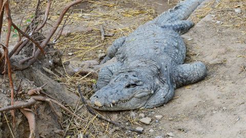 Los aldeanos pensaban que el niño estaba vivo en el estómago del cocodrilo.