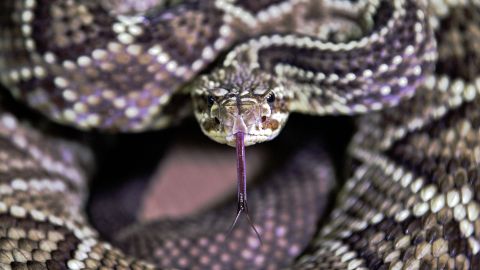 El niño fue atacado por una serpiente de cascabel cerca de Colorado Springs.