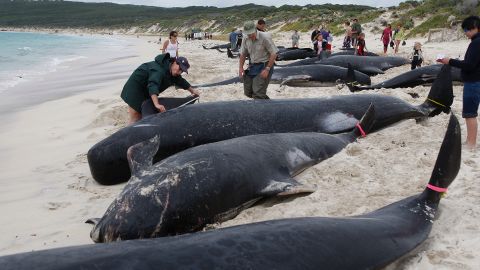 Las Islas Feroe tienen una larga tradición de caza de pequeñas ballenas y delfines.