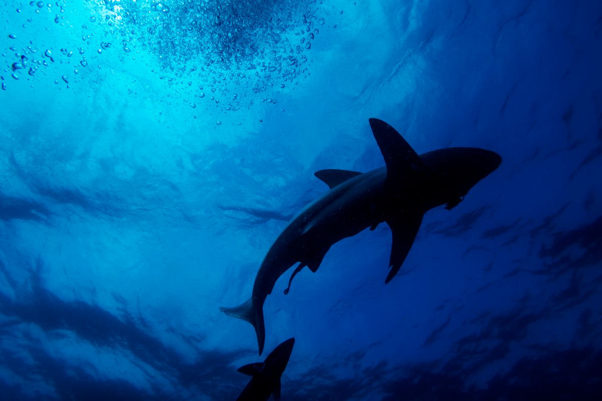 Tiburones en su hábitat natural.