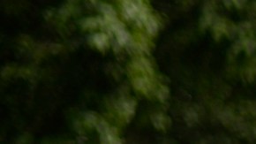 Capturan a presunto "coyote" con 49 indocumentados de Cuba y Georgia en Guatemala