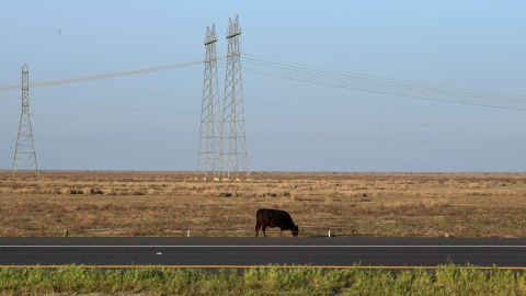 Una manada de vacas sueltas cerró una parte de una autopista de peaje de Florida.