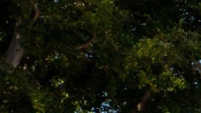 Visitantes de Disneyland caminan por Main Street, U.S.A.