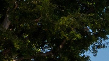 Visitantes de Disneyland caminan por Main Street, U.S.A.