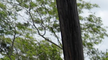 Policía de Florida.