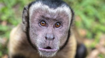 Policía de Japón busca a un mono que atacó a 10 personas, incluido a un bebé
