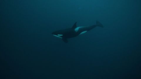 Ballena orca nadando/Archivo.