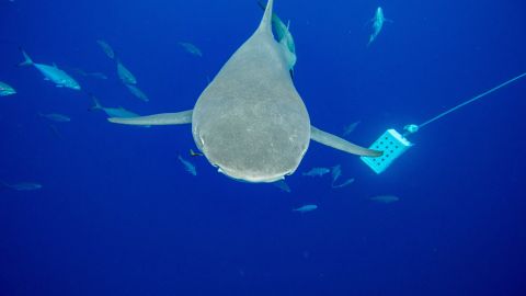 El tiburón alcanzó el dedo del pescador y aparentemente se lo arrancó.