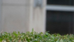 Kevin McCarthy murió protegiendo a su hijo en Highland Park.