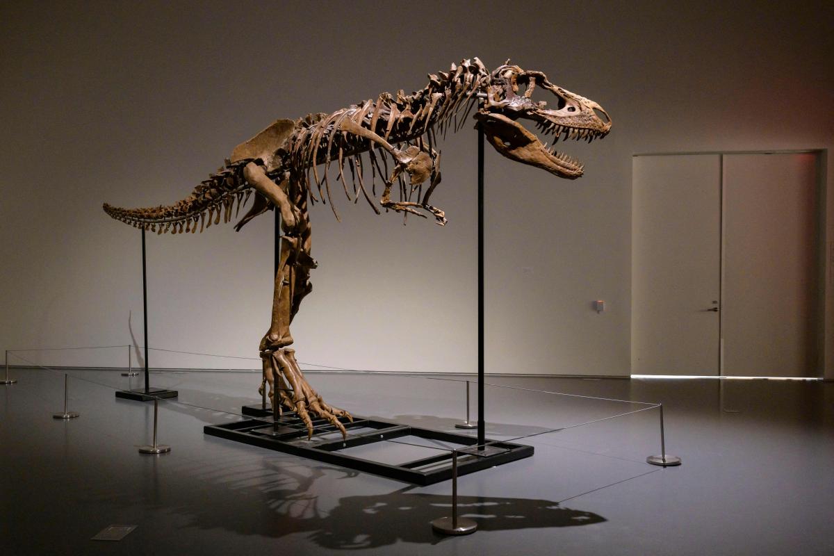 Esqueleto de dinosaurio de 76 millones de años será subastado en Nueva York  - El Diario NY