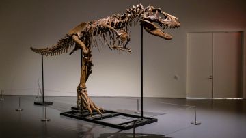 El esqueleto de un Gorgosaurus, con casi 10 pies de alto y 22 pies de largo.