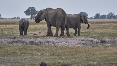 "Ruwani", la última elefante en morir en el parque de Kaeng Krachan.