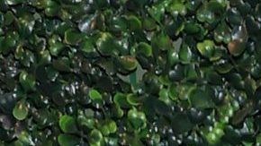 Lele Pons participará por primera vez en una actividad deportiva al asistir al Juego de Celebridades de MLB.