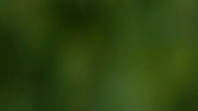 El senador Bernie Sanders defiende la agenda ambiental y ayudas sociales.