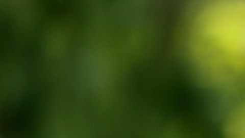 El senador Bernie Sanders defiende la agenda ambiental y ayudas sociales.