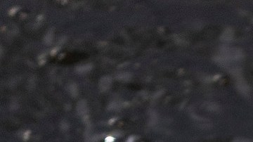 Florida To Give Out 24-Hour Permits During Alligator Hunting Season