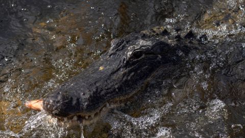 Florida To Give Out 24-Hour Permits During Alligator Hunting Season